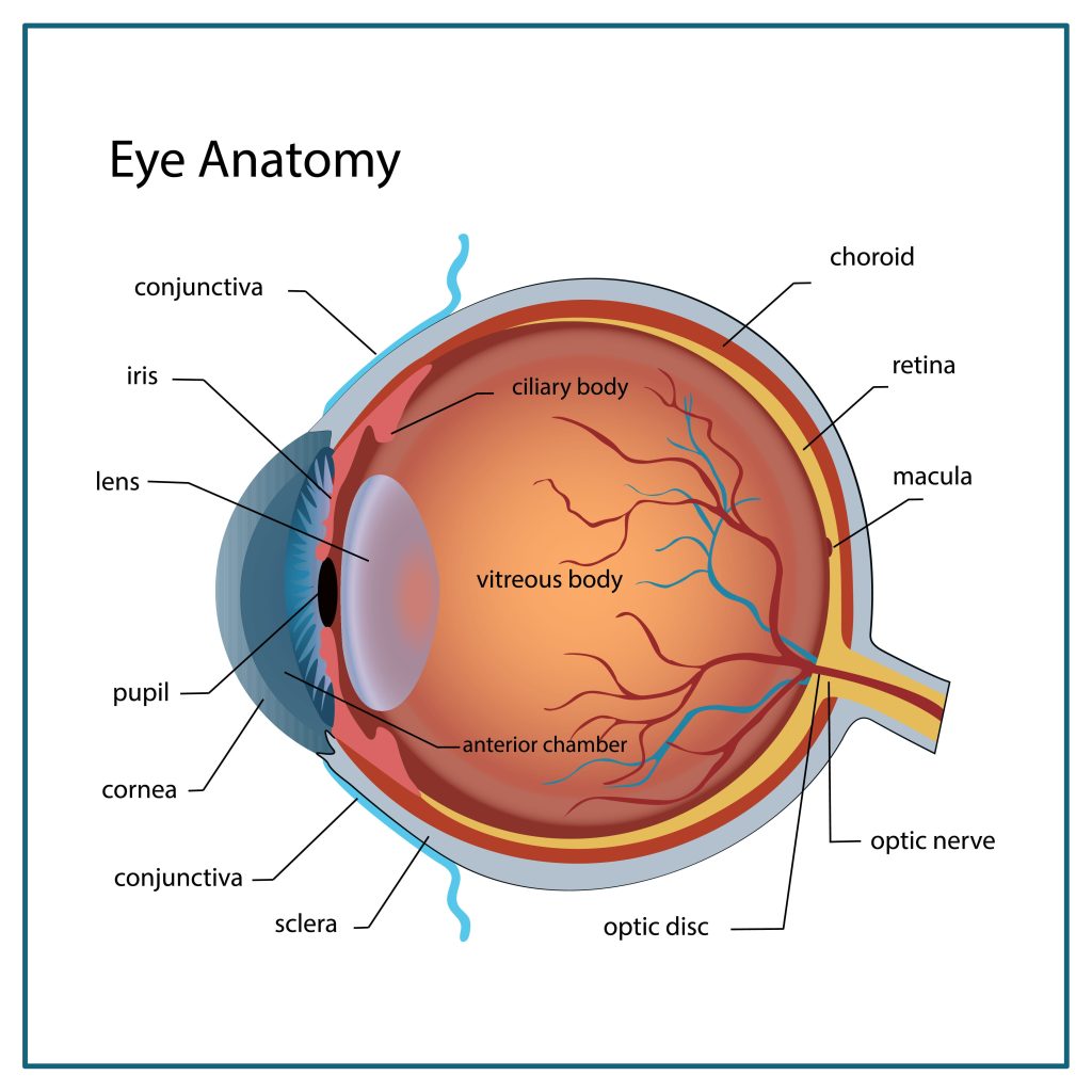 Eye anatomy with labeled structure scheme for human optic outline diagram